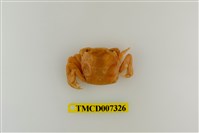藏品(字紋弓蟹)的圖片